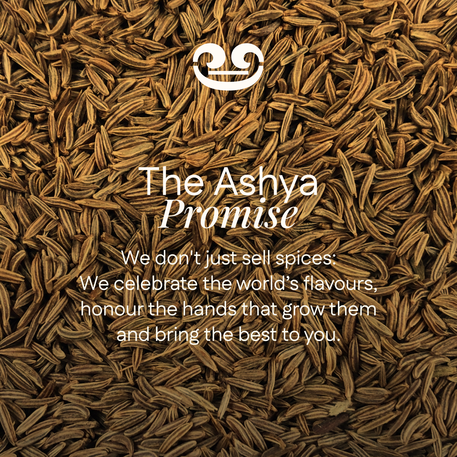 Rajasthan Cumin